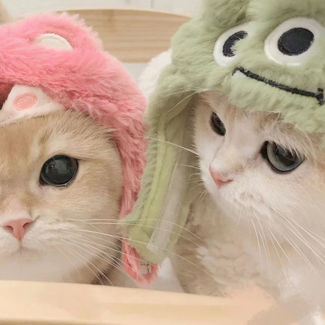 色猫直播图片